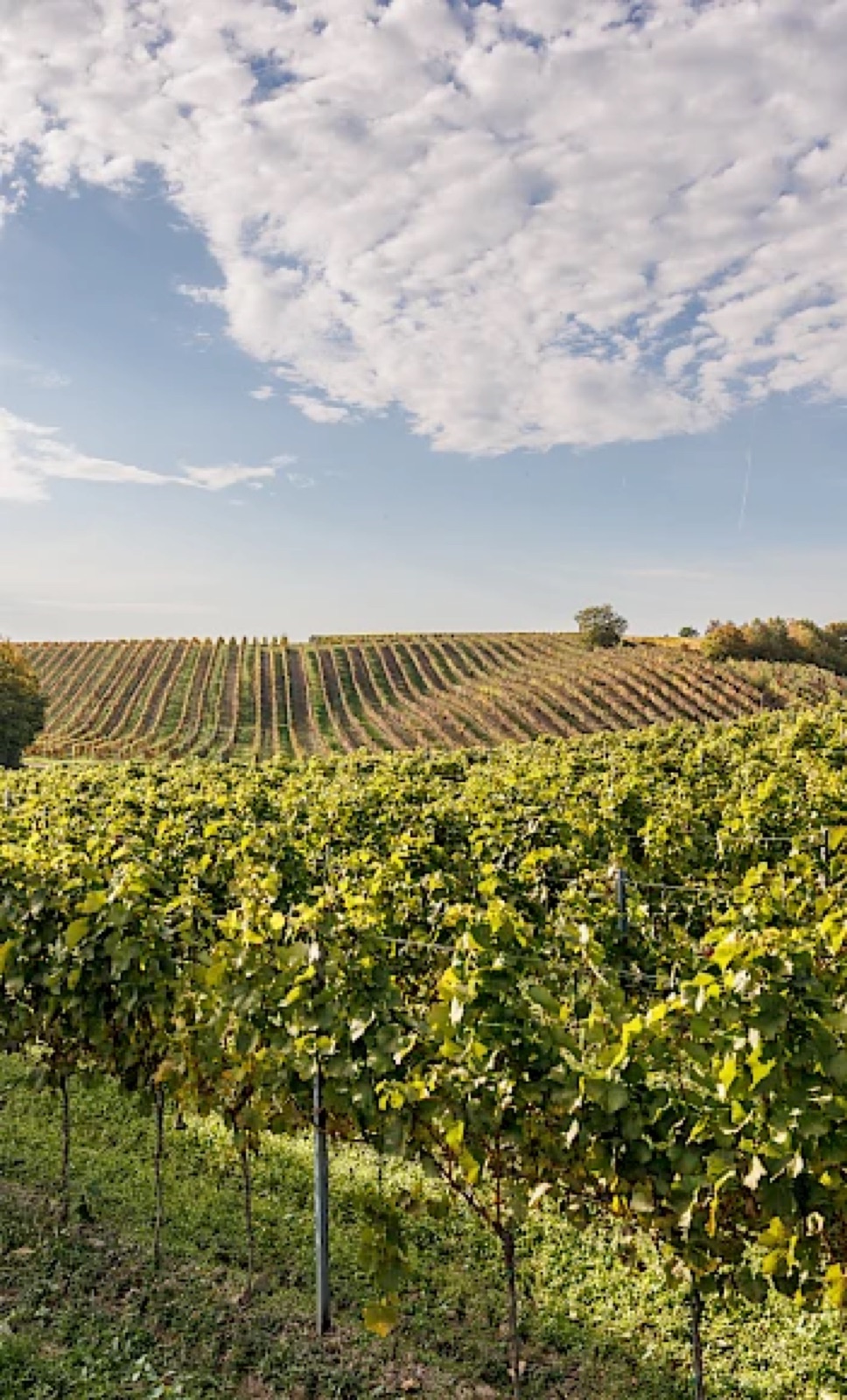 Vinařství Petr Skoupil wedding venue - photo 6